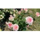 Троянда Малібу (Роза Maliby)